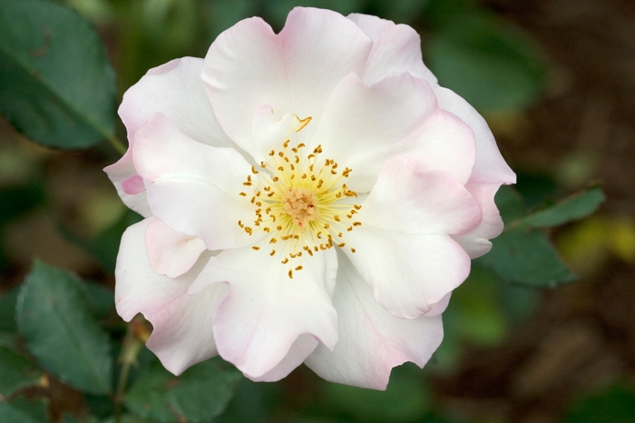 Lady Banks Rose Yellow 3 Gal