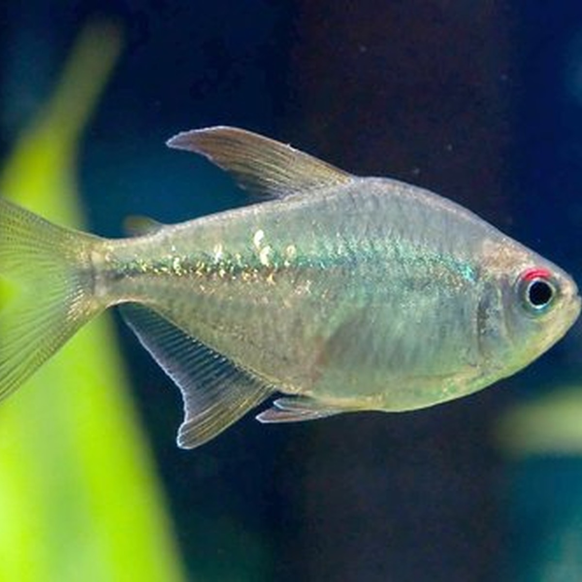 Diamond Tetra