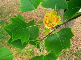 Tulip Poplar (Liriodendron), 3 gallon