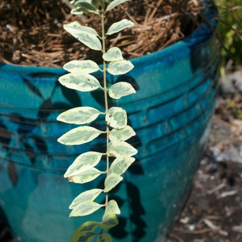 Privet Variegated 3 Gal