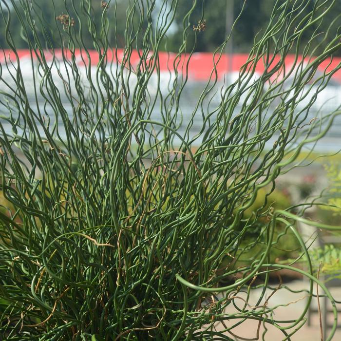 Juncus Curly Whirly 1 Gal PW