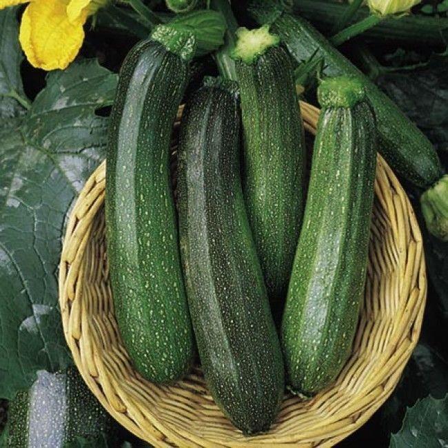 Courgette All Green Bush - Plug Plant 2x - Quick to mature - Heavy Cropper