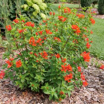 Scarlet Firecracker Fern 1 Gal