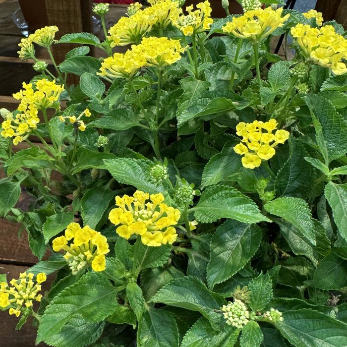 Lantana Gem Ruby Quart