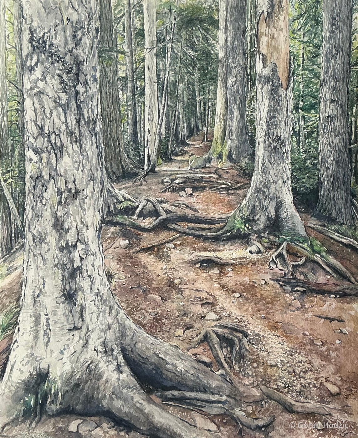 Mt. Ellinor Trail