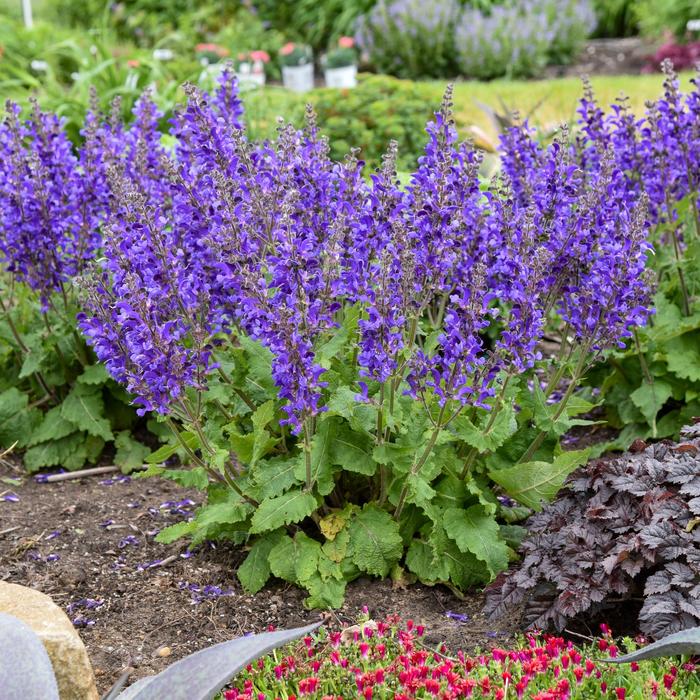 Salvia Rockin Fuchsia 1 Gal PW