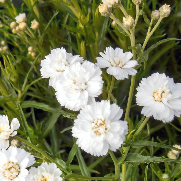 Yarrow PTARM Peter Cottontail 1 Gal