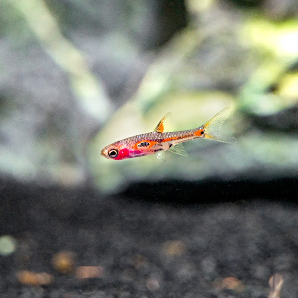Phoenix Rasbora