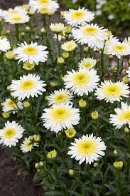Real Glory Shasta Daisy (Leucanthemum), 1 gallon