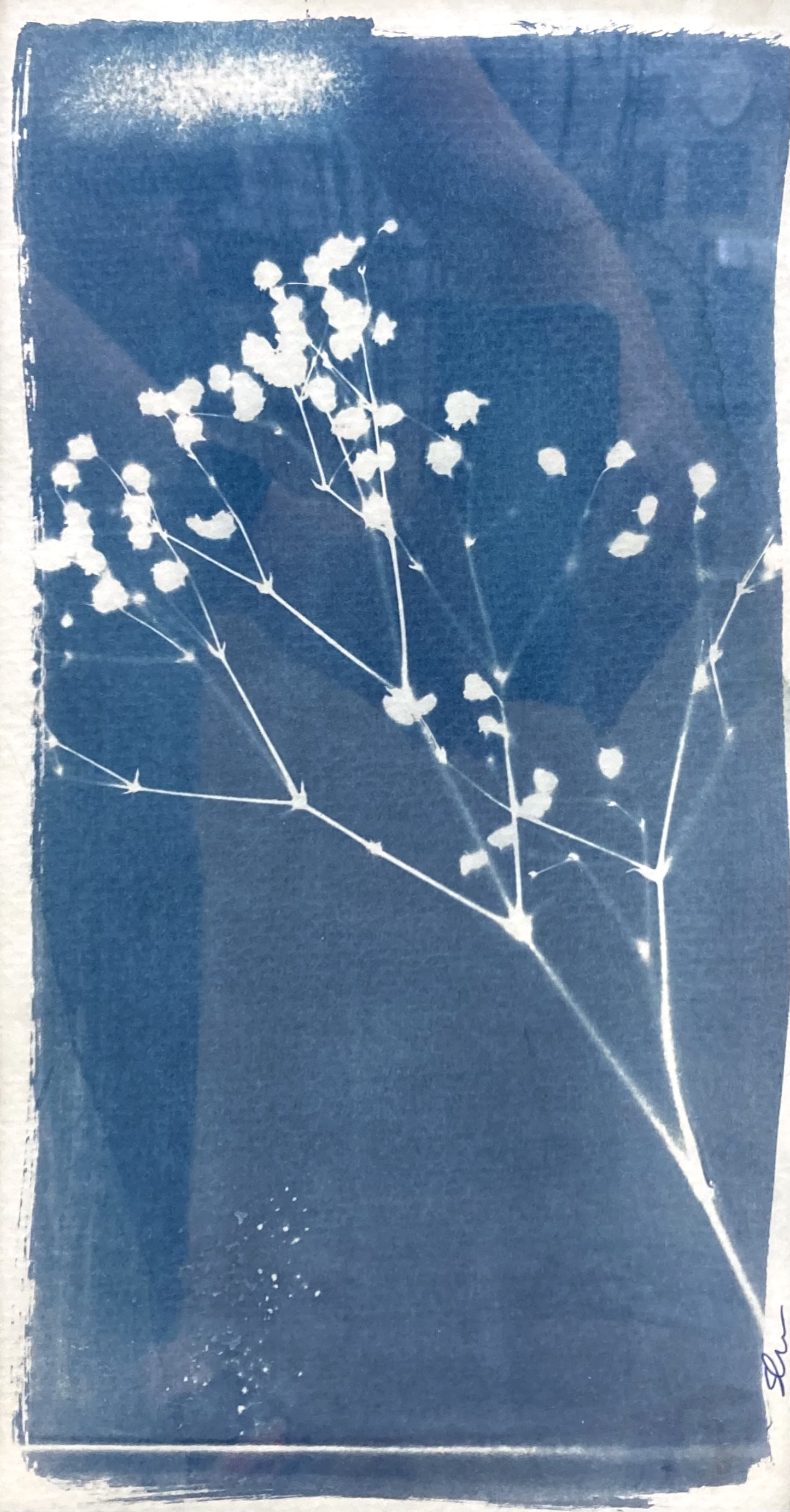 585-21 Baby's Breath