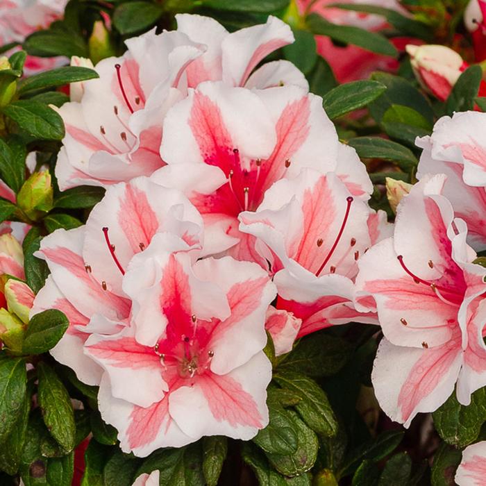 Azalea Encore Autumn Starlite 3 Gal