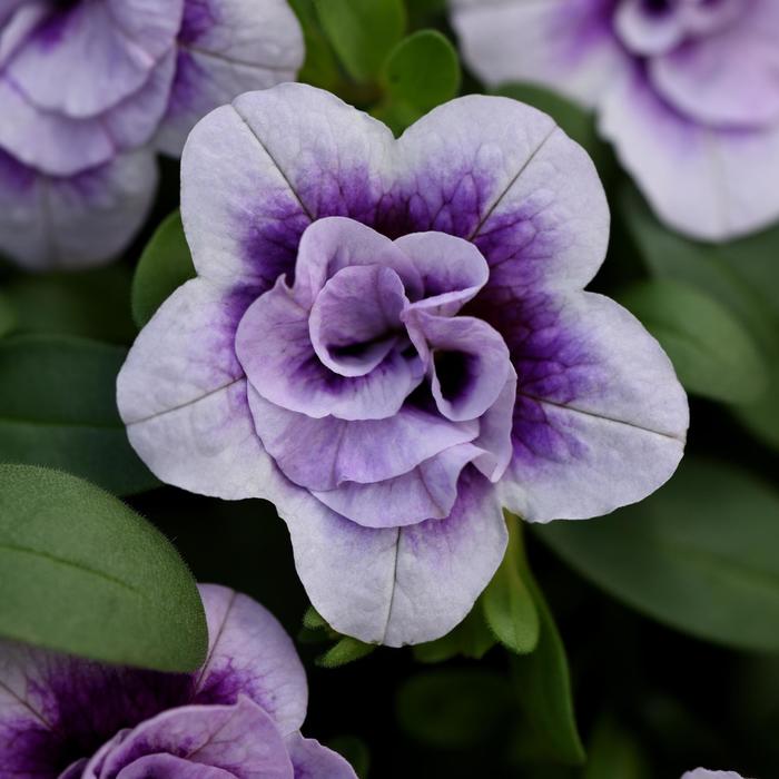 Million Bells Minifamous Double White Quart