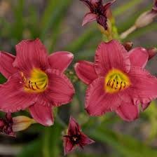 Jamaica Sunrise Kokomo Daylily (Hemerocallis), 1 gallon