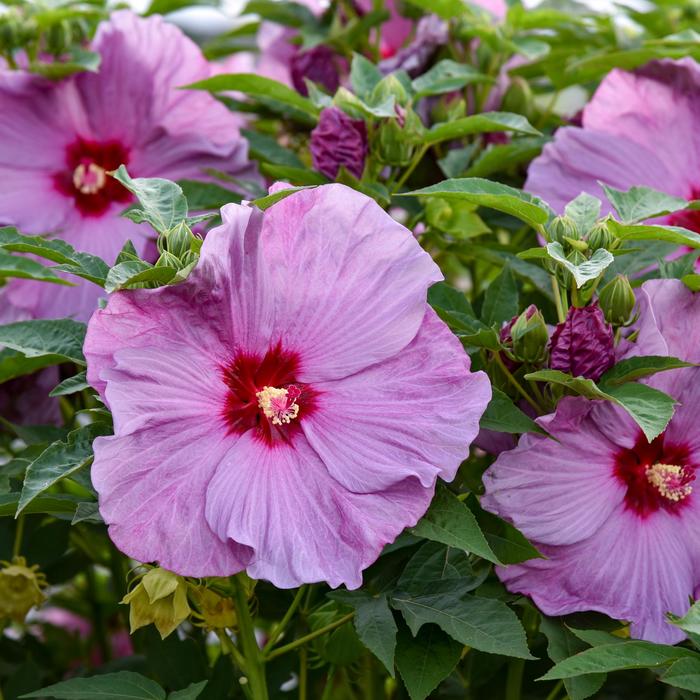 Hardy Hibiscus Perfect Storm 3 Gal PW