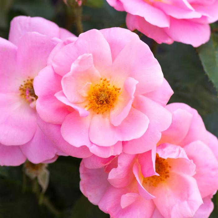Knock Out Rose Petite 2QTD