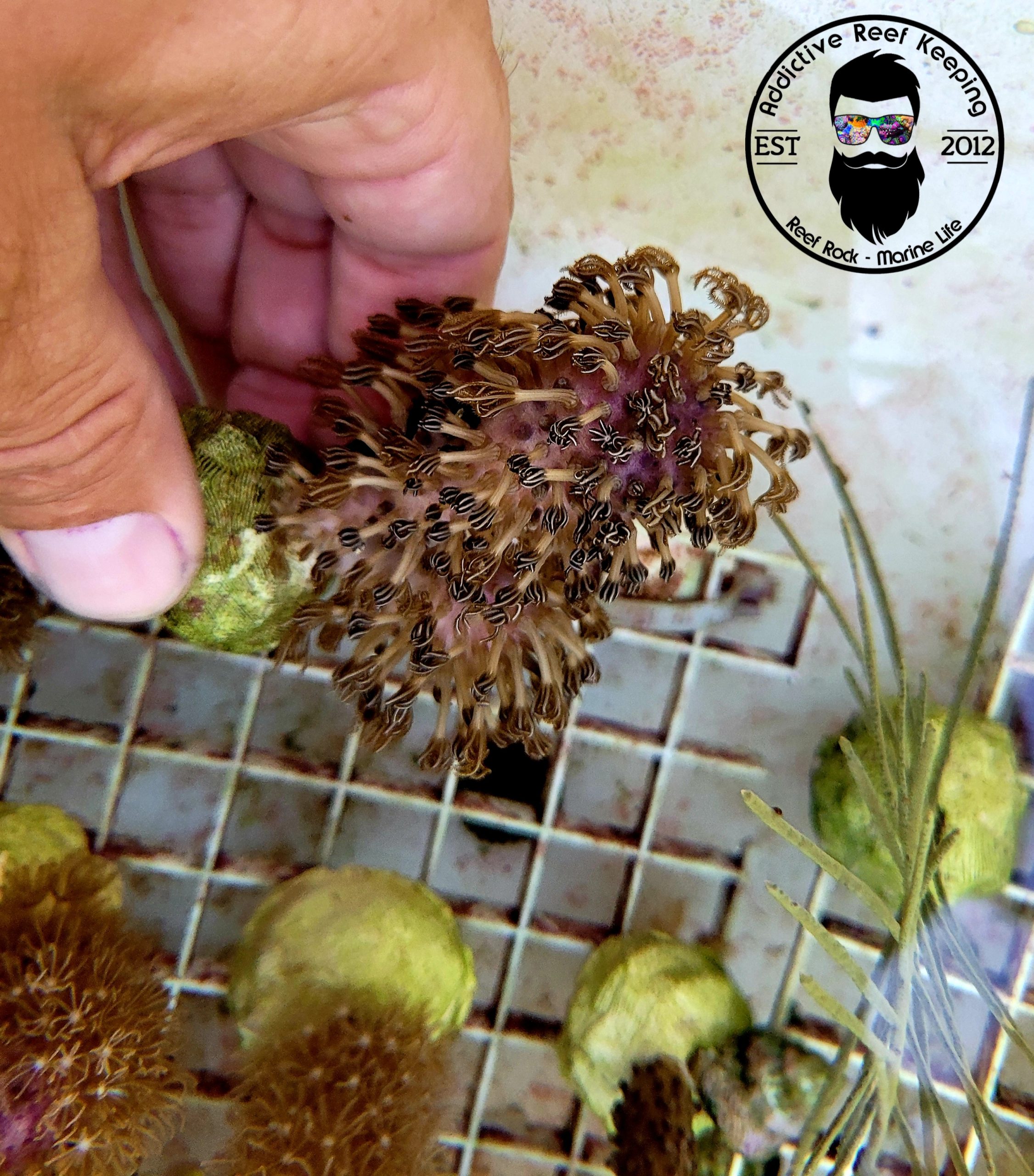 Corky Sea Finger Gorgonian 4 to 8″