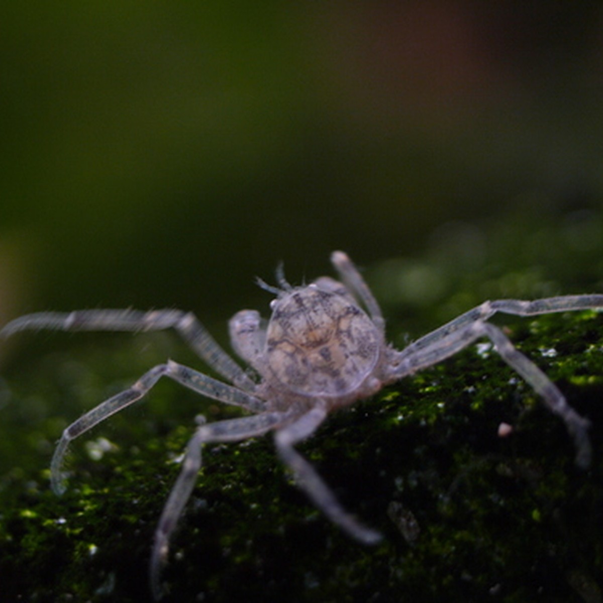 Thai Micro Crab