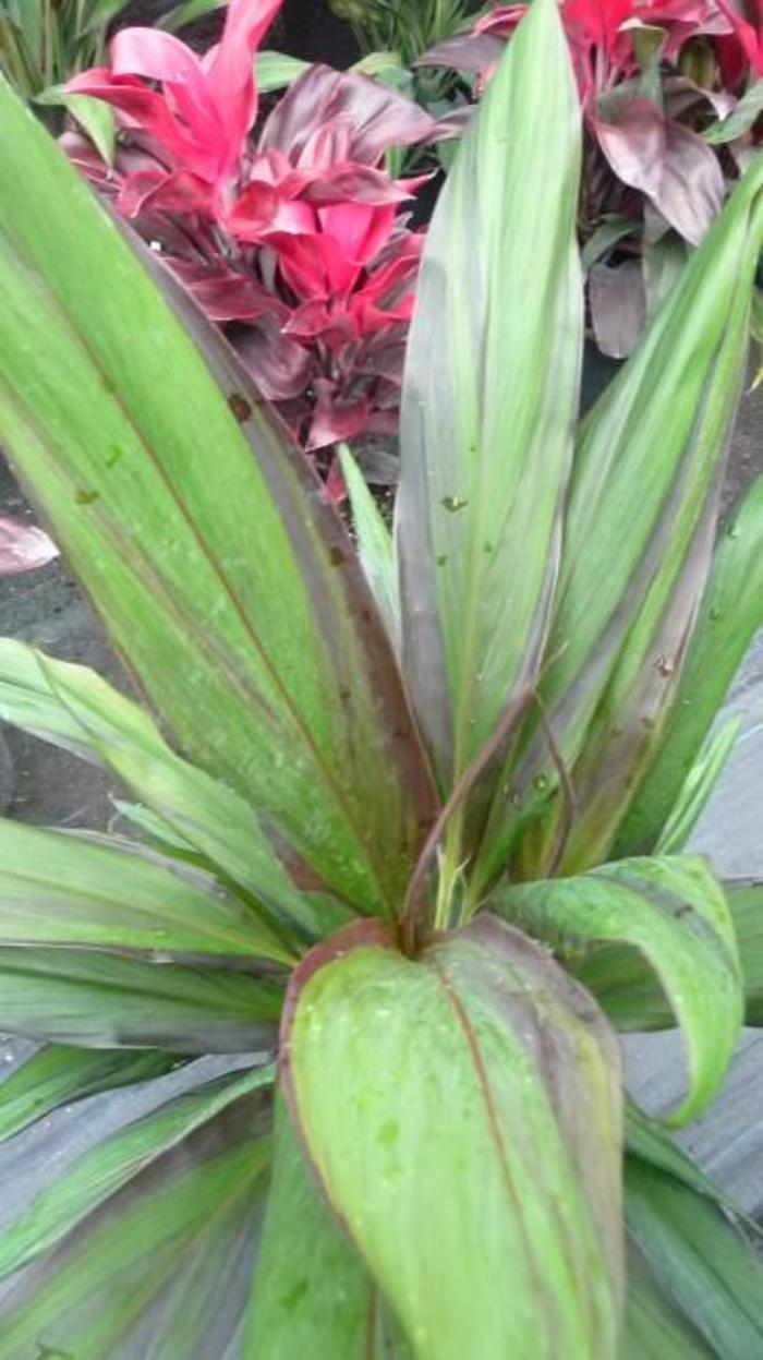 Cordyline Ruby 8"