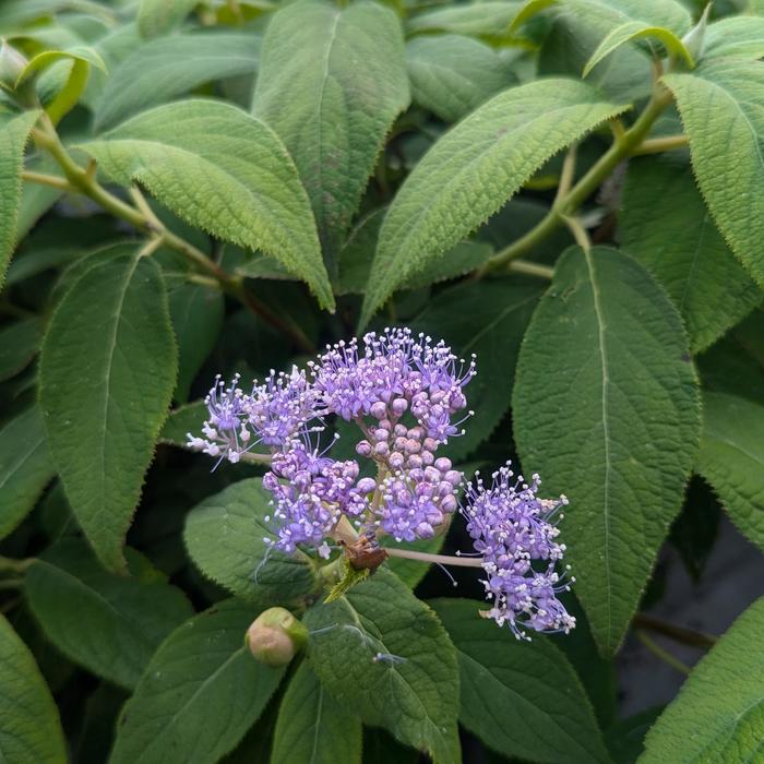 Hydrangea Glory Blue 1 Gal
