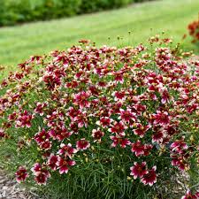 Heartstrings Coreopsis, 1 gallon