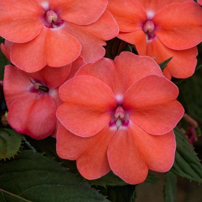 Sunpatiens Petite Scarlet Red Quart