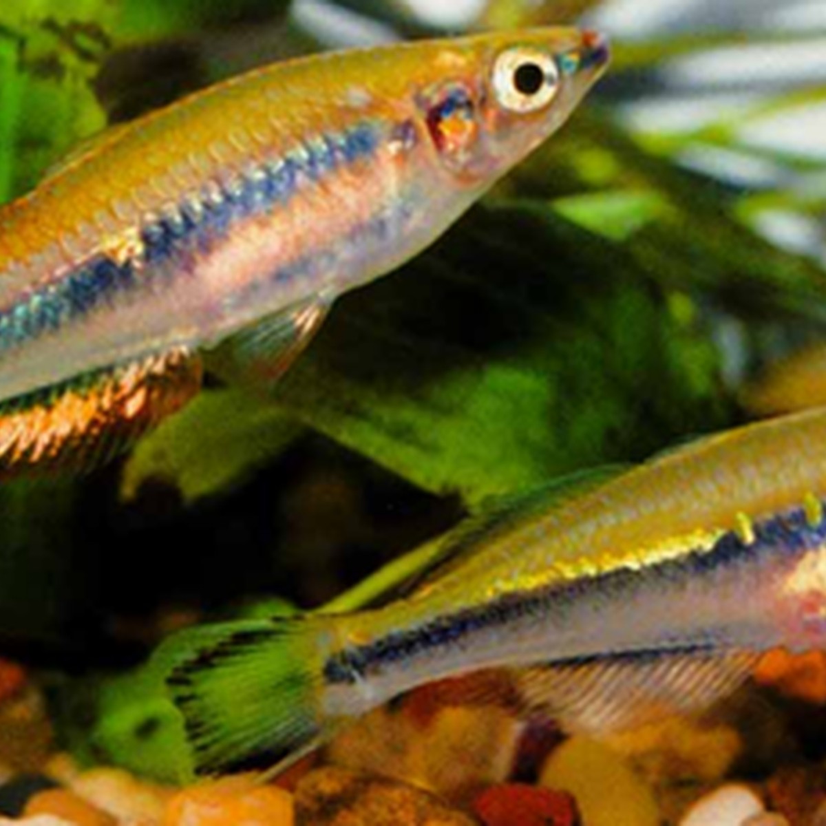 Madagascar Rainbow