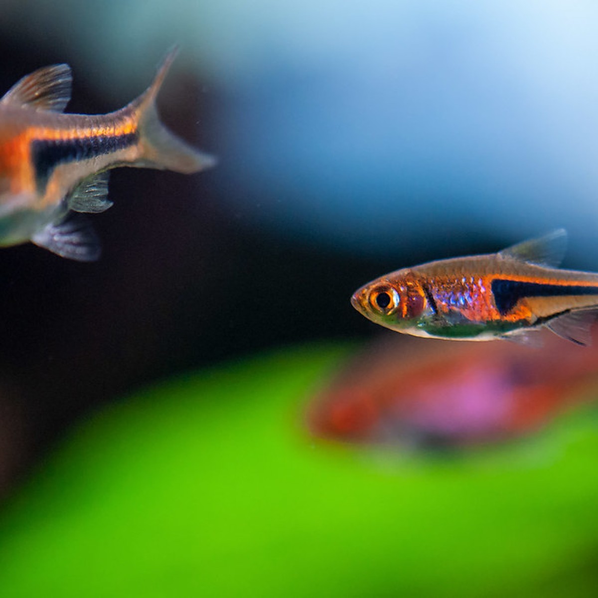 Espei (Pork Chop) Rasbora