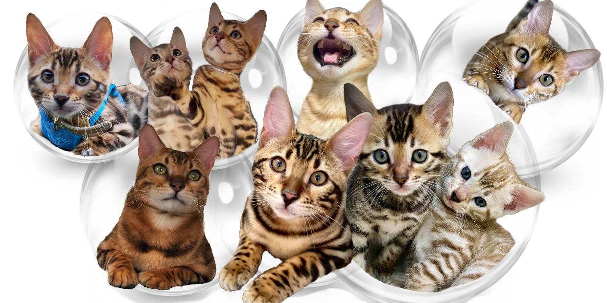 Apple Pay / Google Pay