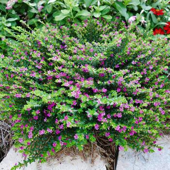 Mexican Heather 10" HB