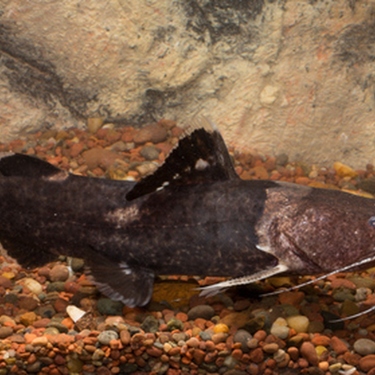 Jelly Bumblebee Catfish