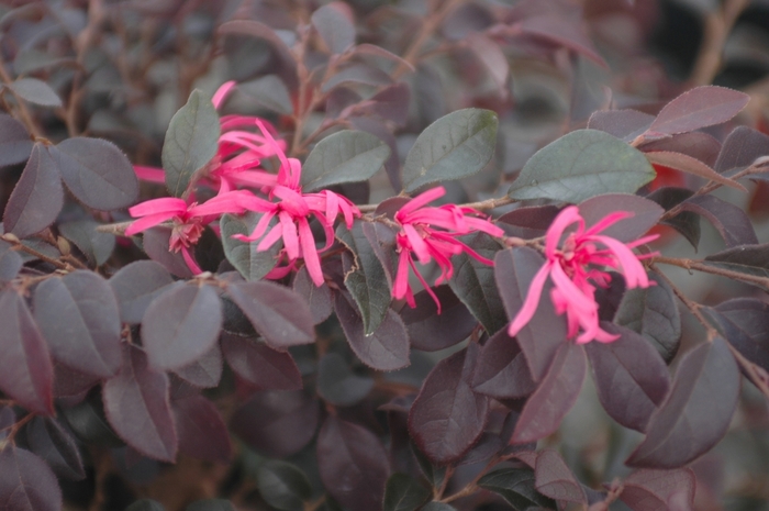 Loropetalum Plum Delight 3 Gal
