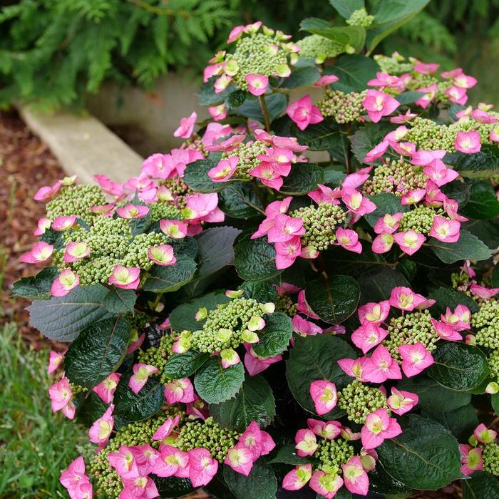 Hydrangea Tiny Tuff Stuff 2 Gal