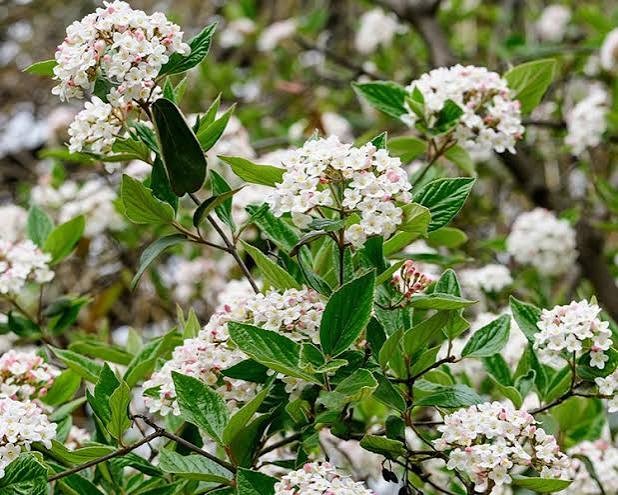 Korean Spice Viburnum, 3 gallon