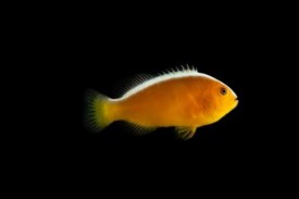 Orange Skunk Clownfish