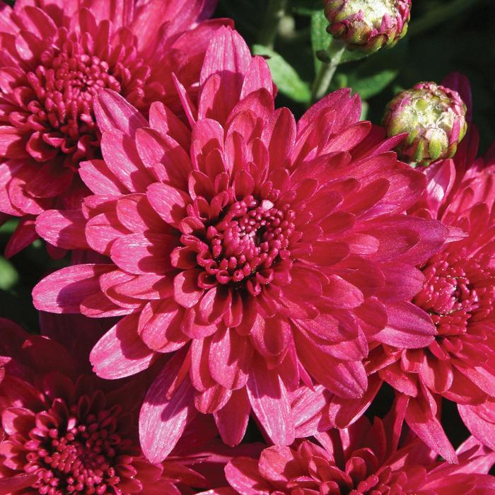 Mum Wanda Red 3 Gal