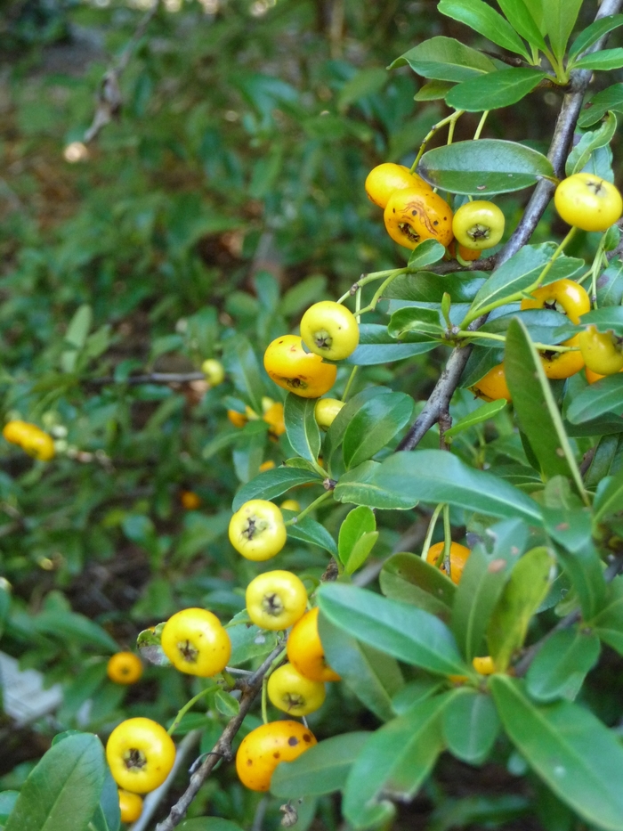 Pyracantha Mohave Espalier 5 Gal