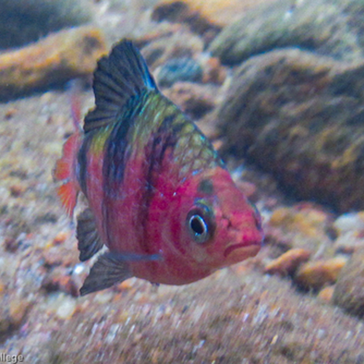 Black Ruby Barb