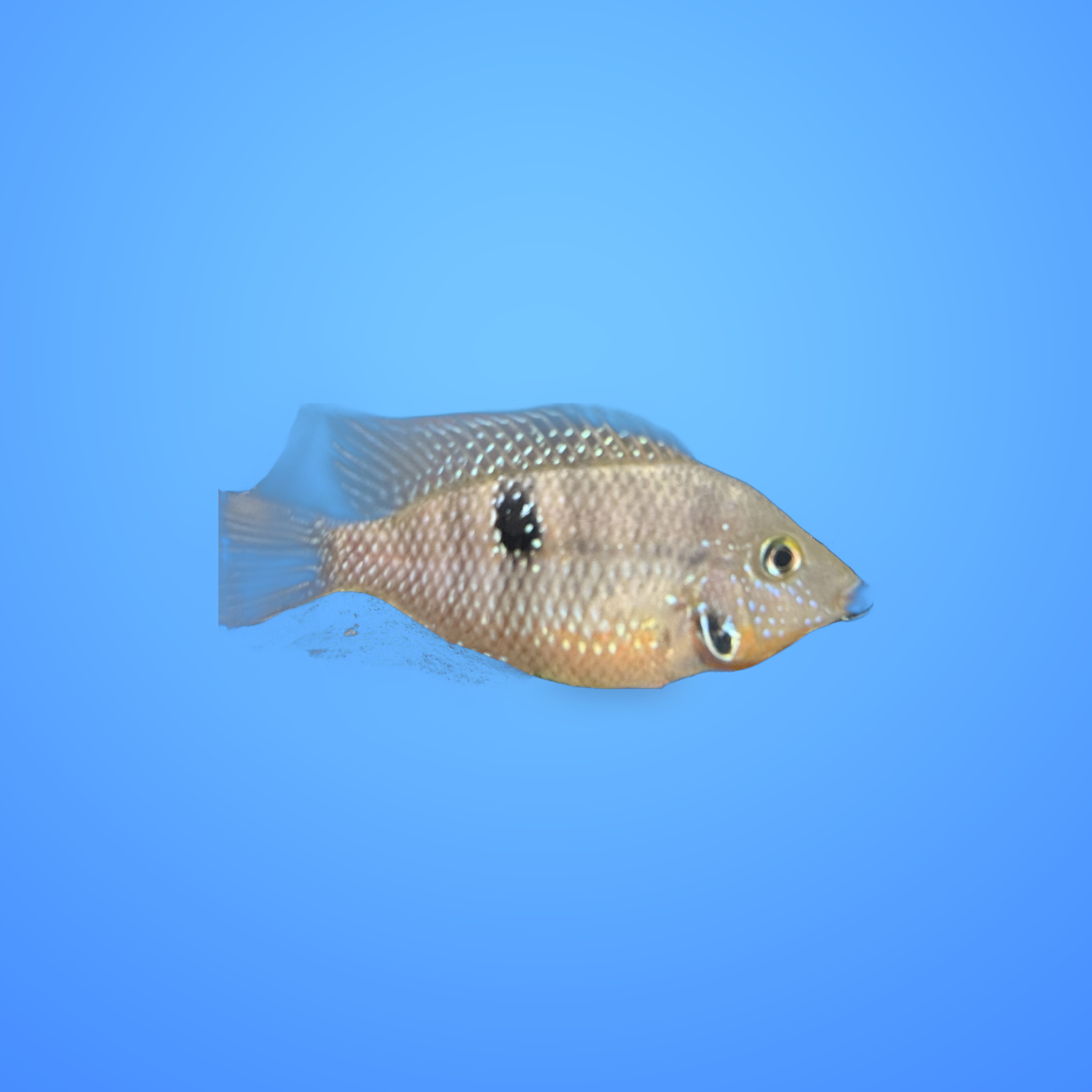 Firemouth Meeki