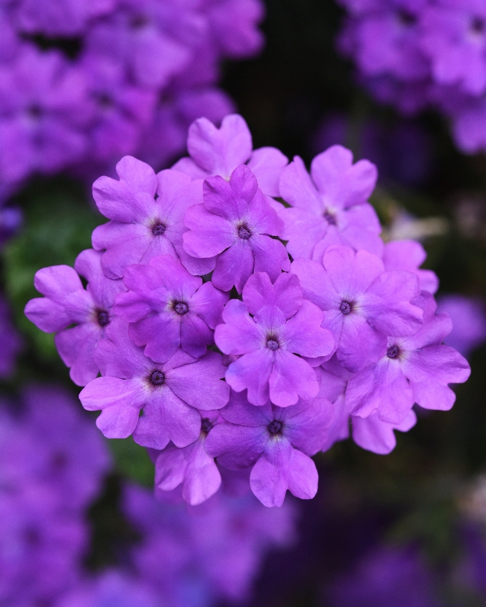 Verbena Firehouse Grape 1 Gal