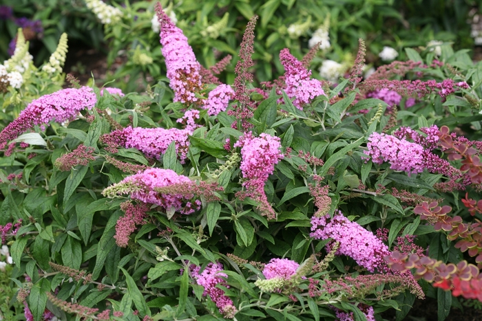 Butterfly Bush Pugster Amethyst 8 in
