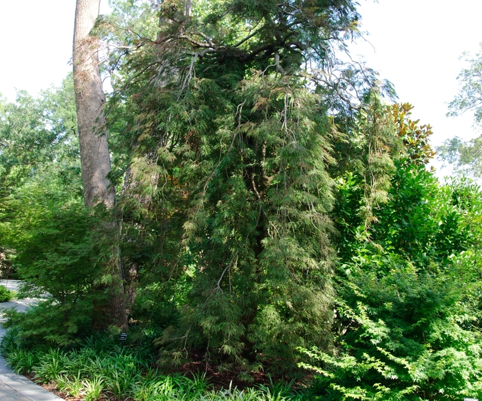 Japanese Maple Orangeola 5 Gal
