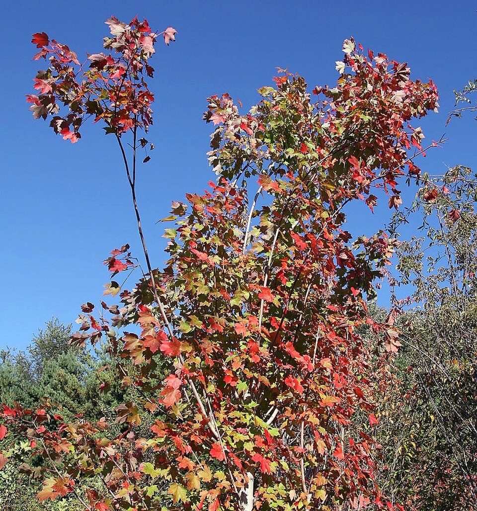 Red Maple