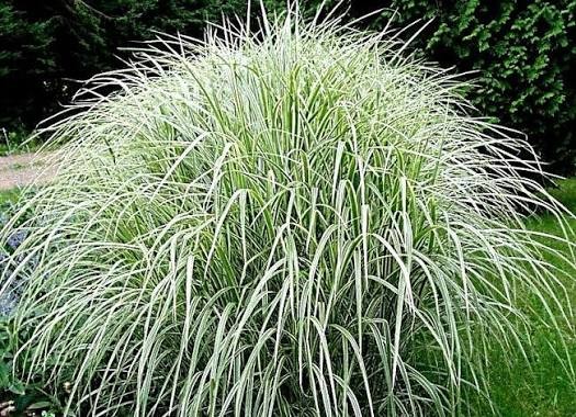 Variegated Maiden Grass (Miscanthus), 1 gallon