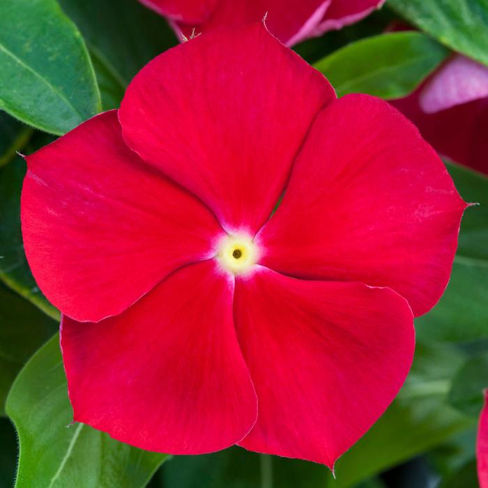 Vinca Blockbuster Patriot Mix Quart