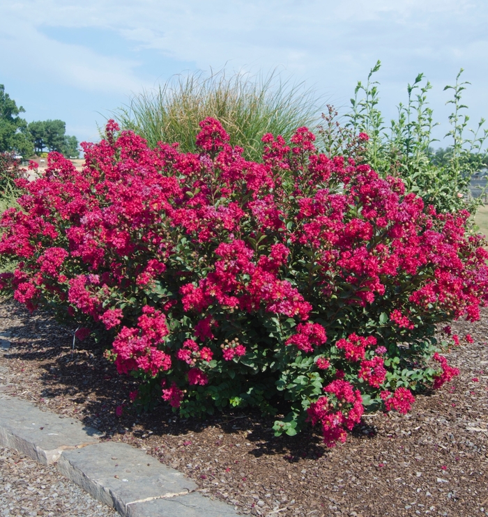 Crape Myrtle Princess Lyla 3 Gal