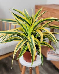 Dracaena 'Gold Star', 6"