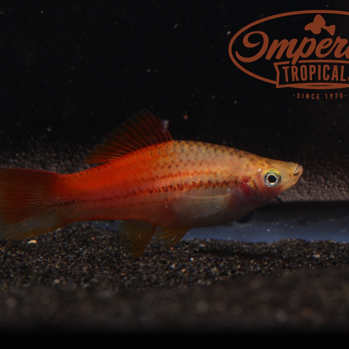 Pineapple Swordtail