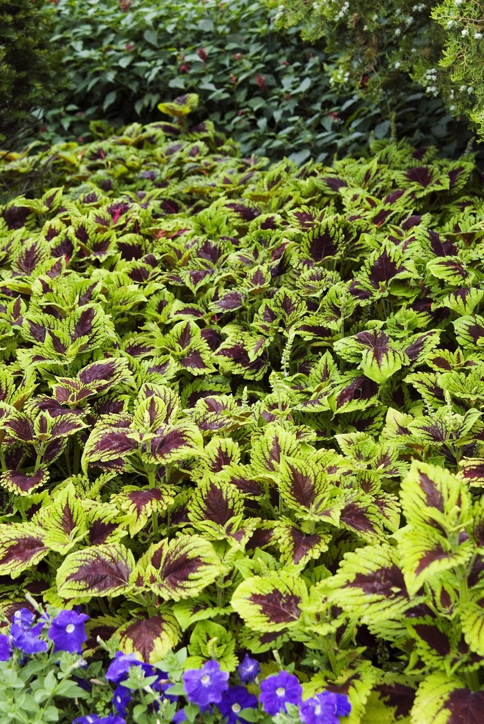 Coleus Kong Green 1 Gal