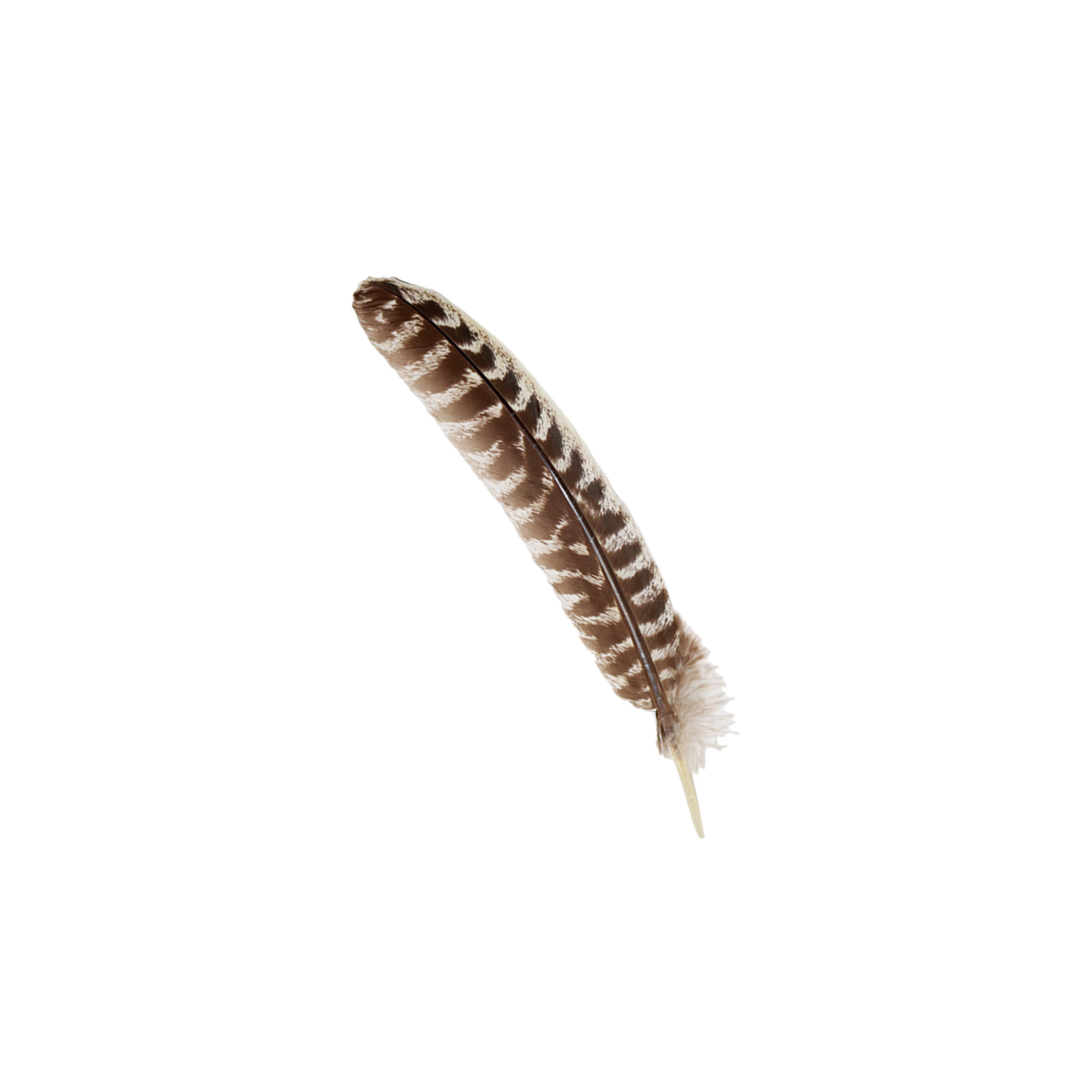 100% Real Turkey Smudge Feather (10-12 in.)