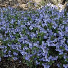 Waterperry Blue Speedwell (Veronica), 4.5"